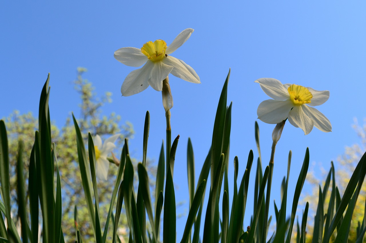 narcissus  garden  spring free photo