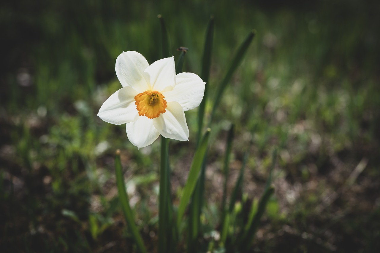 narcissus  flower  spring free photo