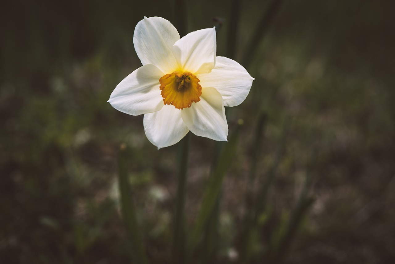 narcissus  flower  spring free photo