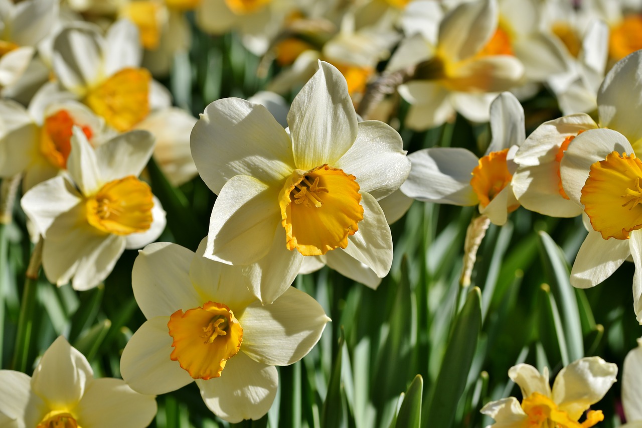 narcissus  blossom  bloom free photo