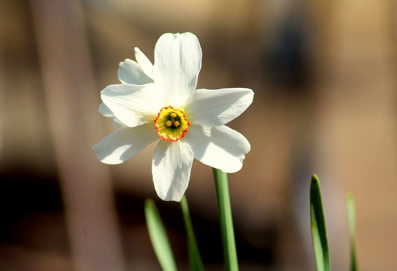 narcissus  spring flowers  flower free photo