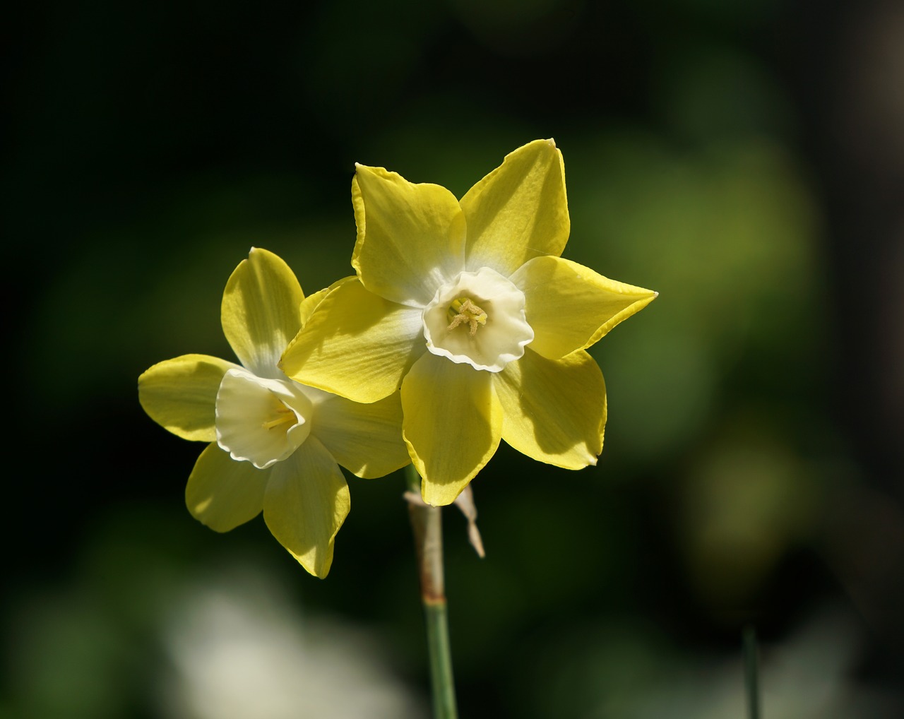 narcissus  narcissus pseudonarcissus  daffodil free photo