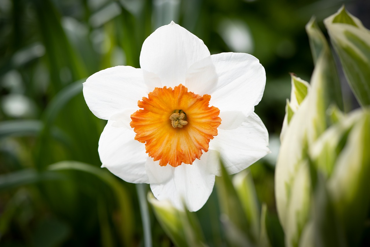 narcissus  flower  blossom free photo