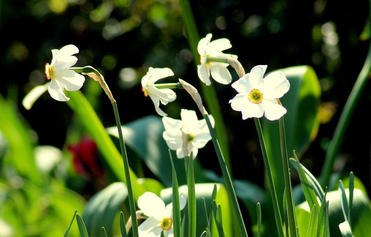 narcissus  daffodils  spring flowers free photo