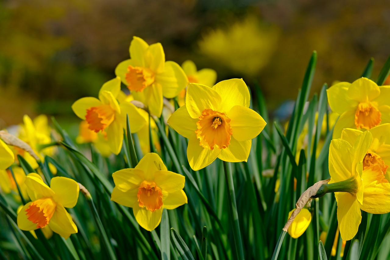 narcissus  flower  yellow free photo