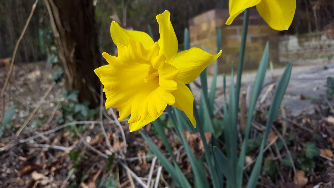 narcissus  daffodil  yellow free photo