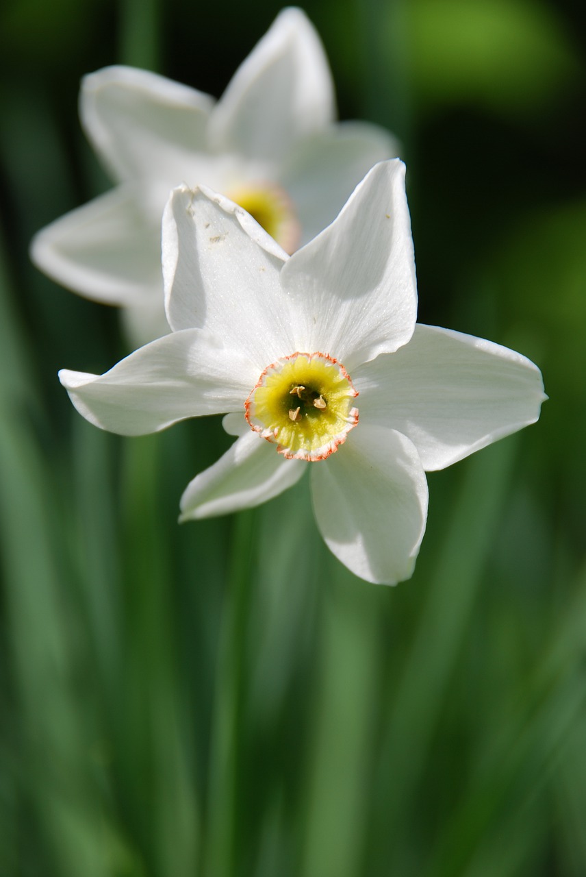 narcissus  daffodils  spring free photo