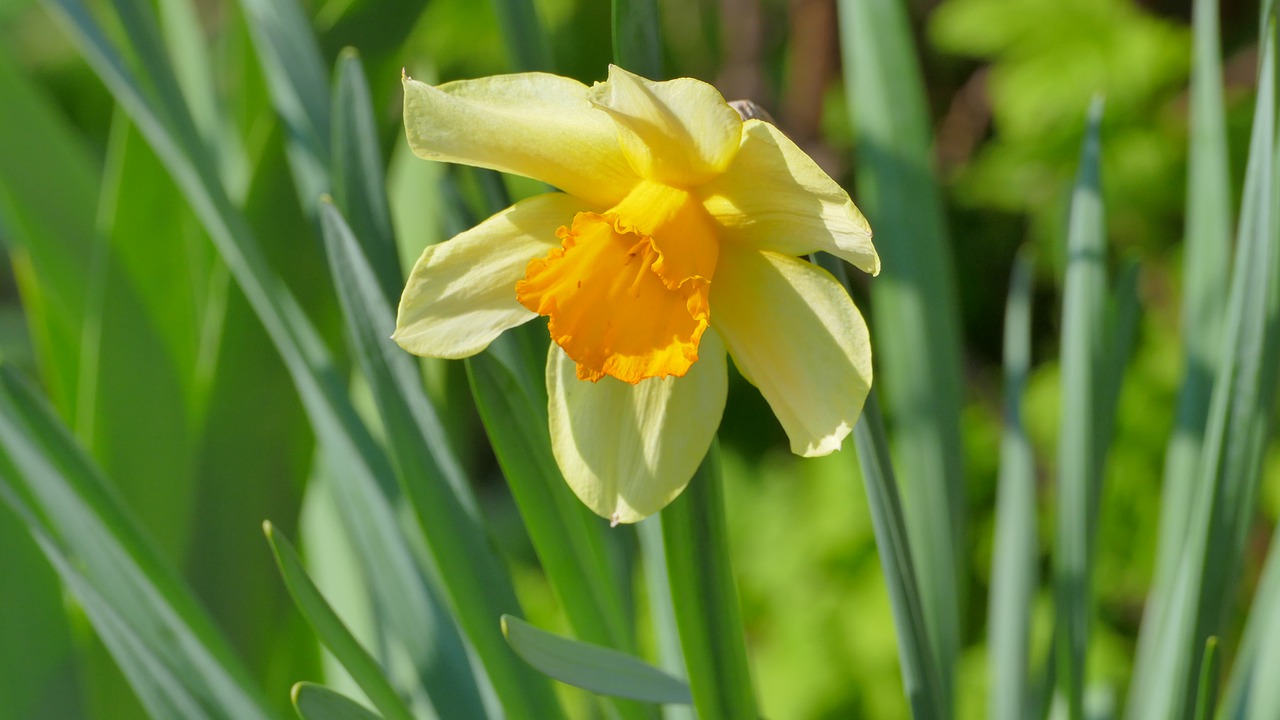 narcissus  flower  spring free photo