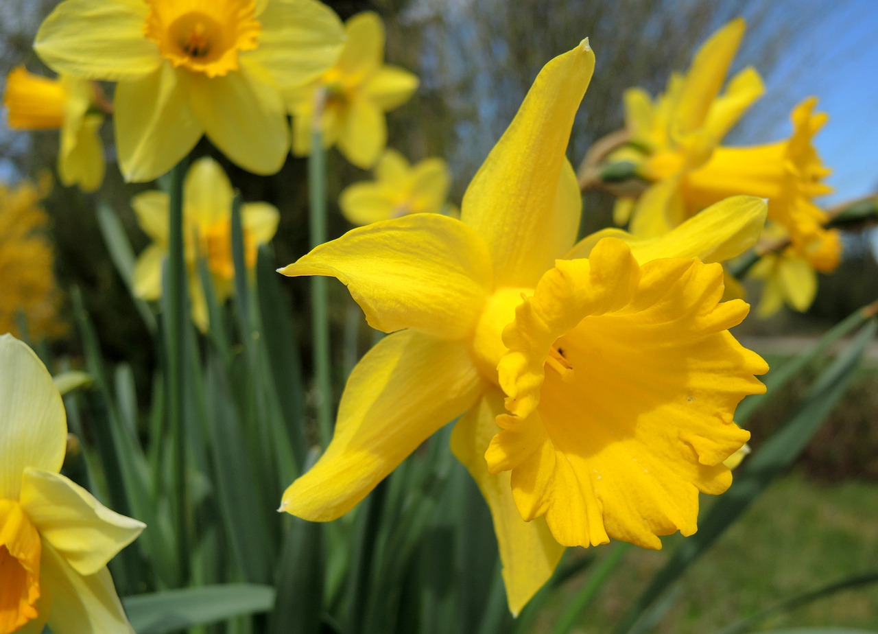 narcissus  flower  blossom free photo