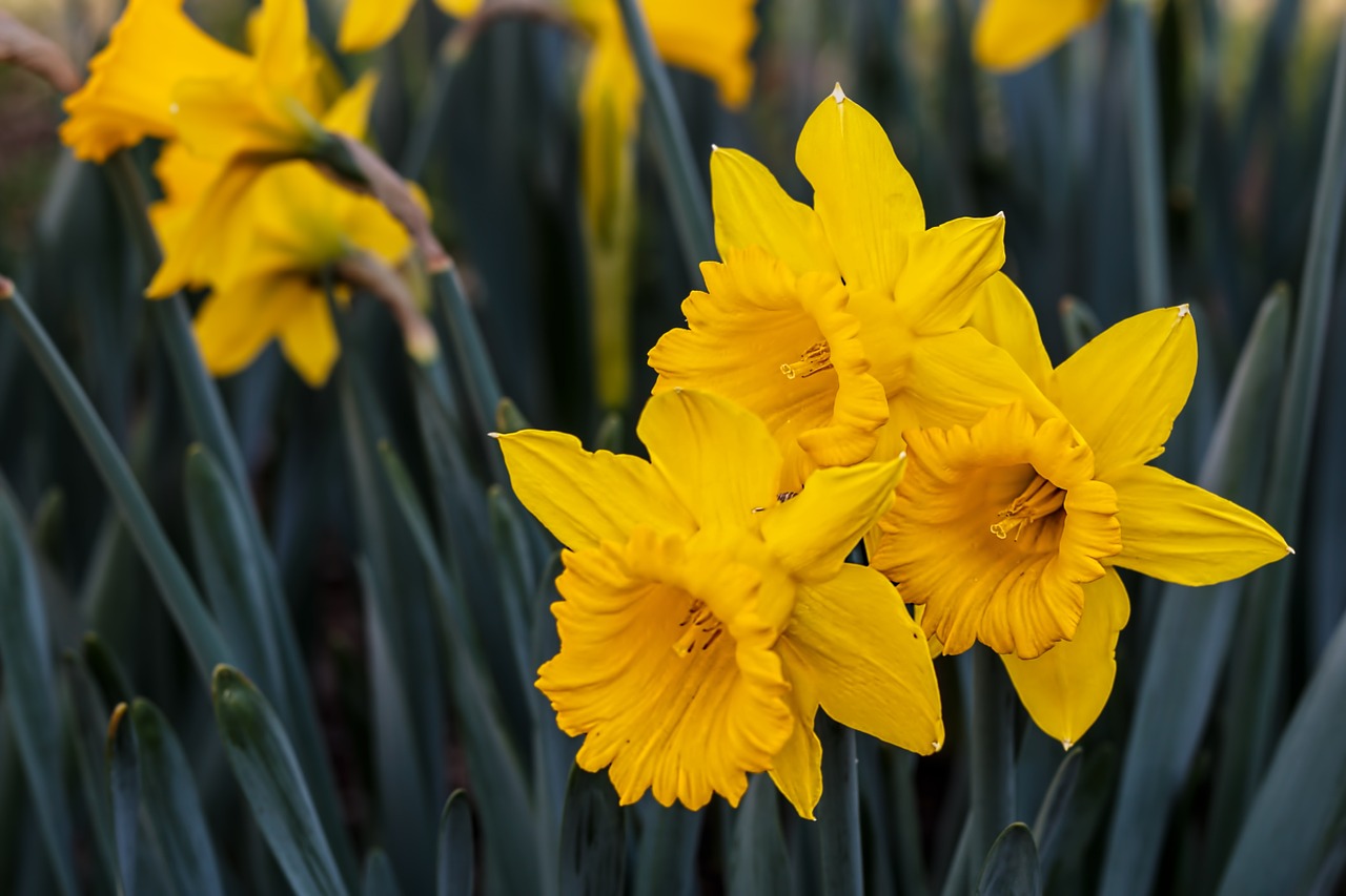 narcissus daffodil bulbous perennial free photo