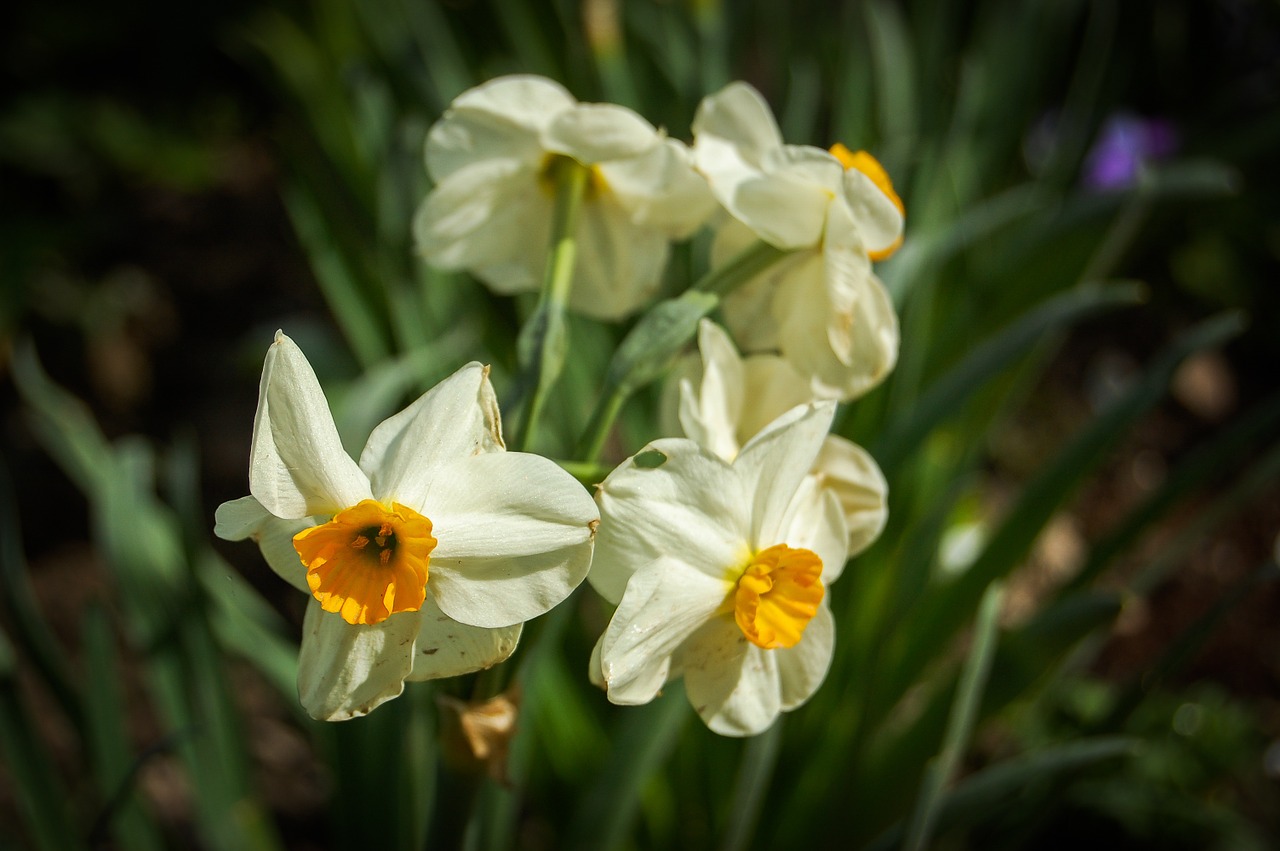 narcissus flower orchis free photo
