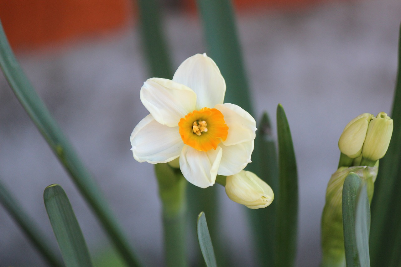 narcissus flowers plants free photo