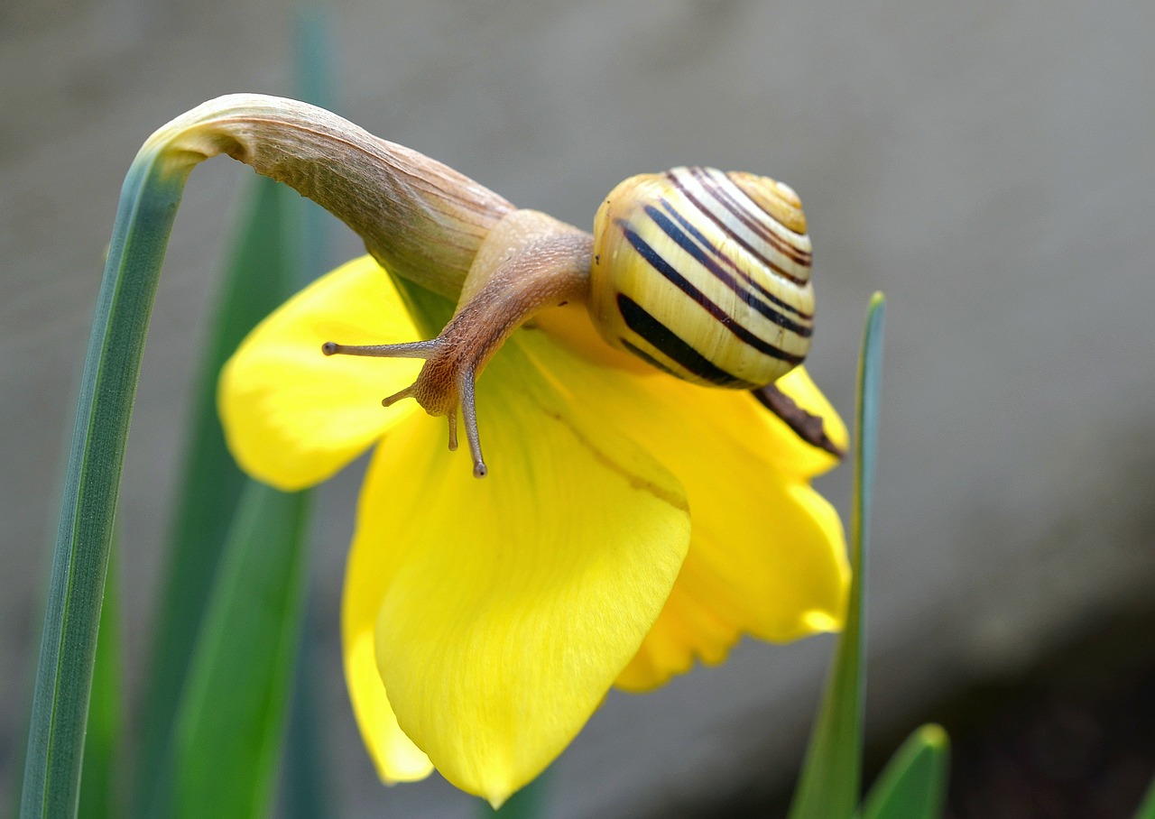 narcissus spring snail free photo