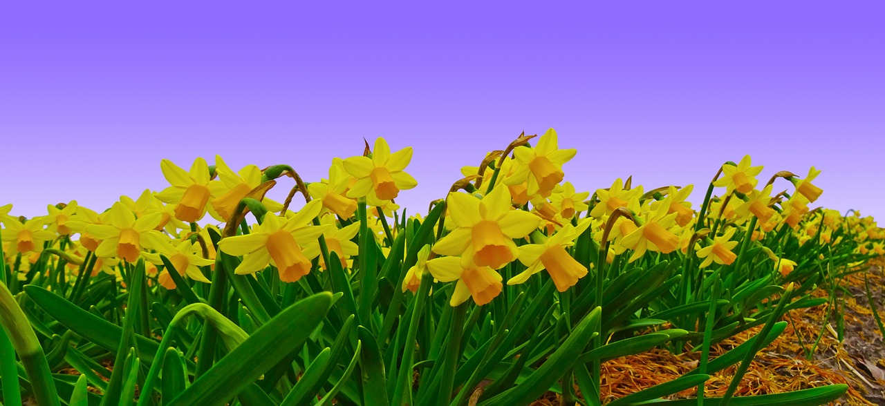 narcissus field daffodil free photo