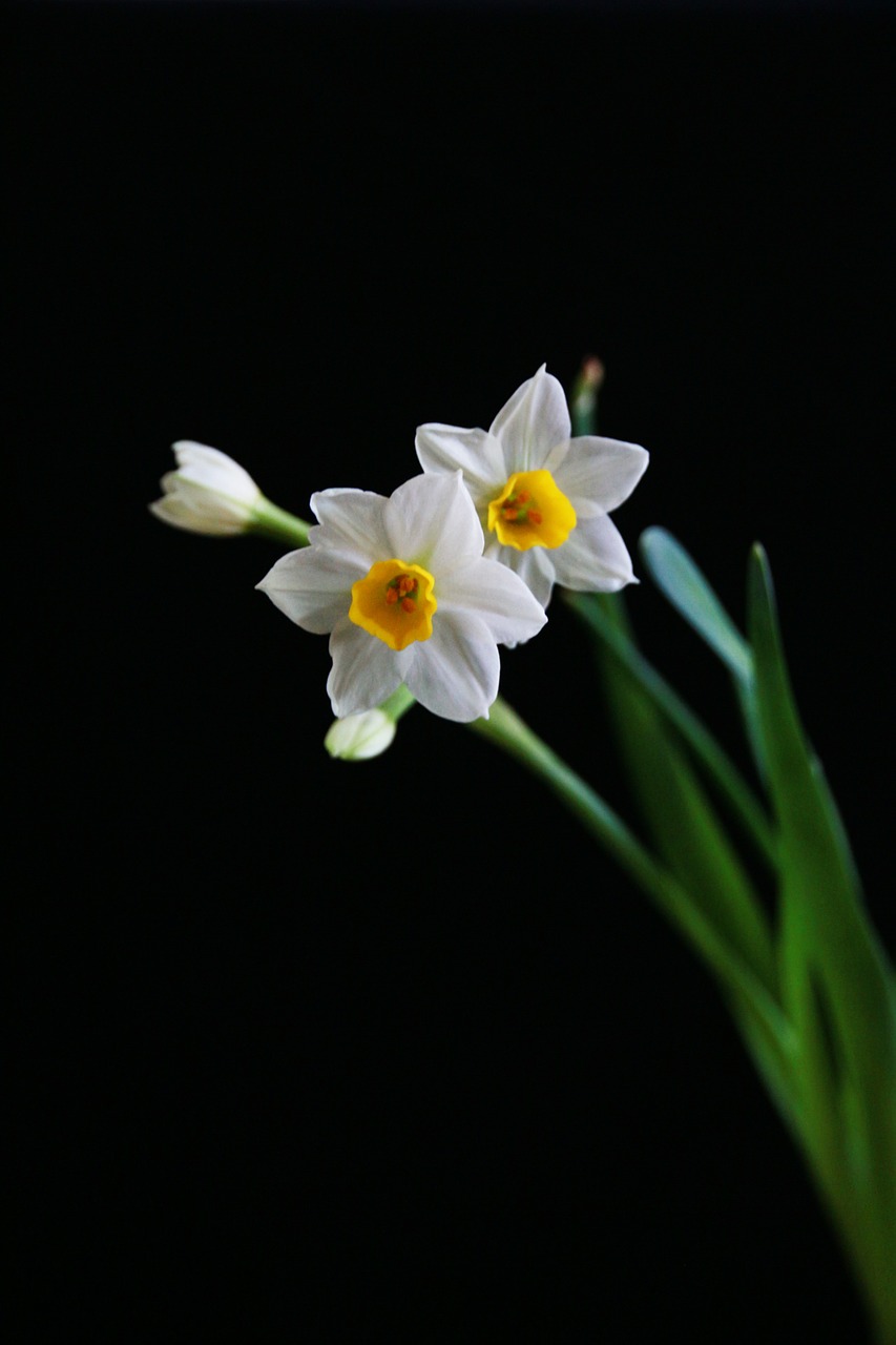 narcissus white chinese new year free photo