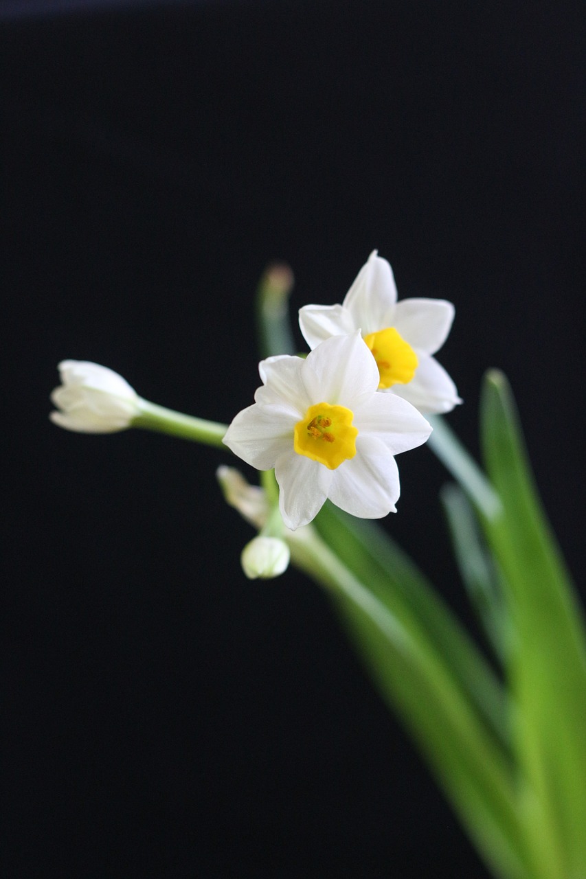 narcissus white chinese new year free photo