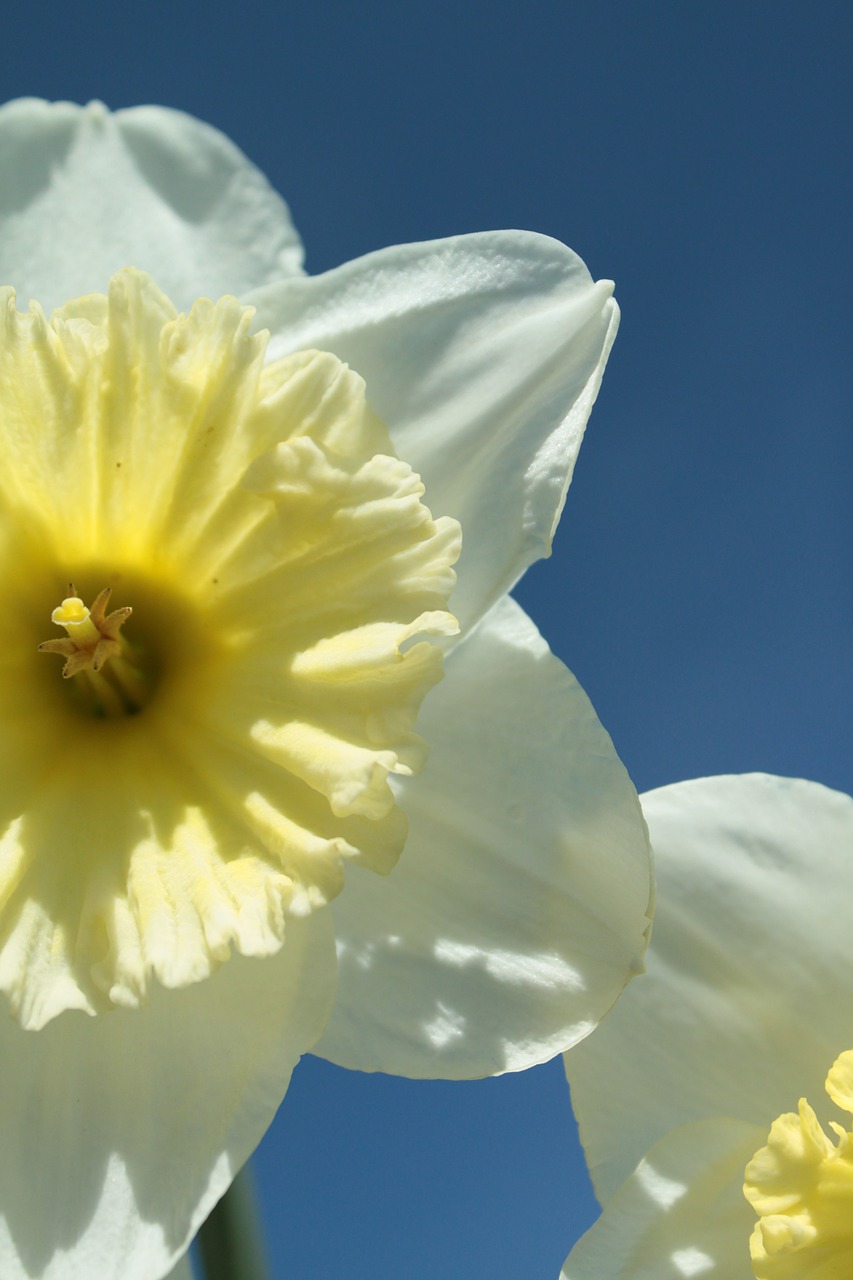 narcissus yellow spring free photo