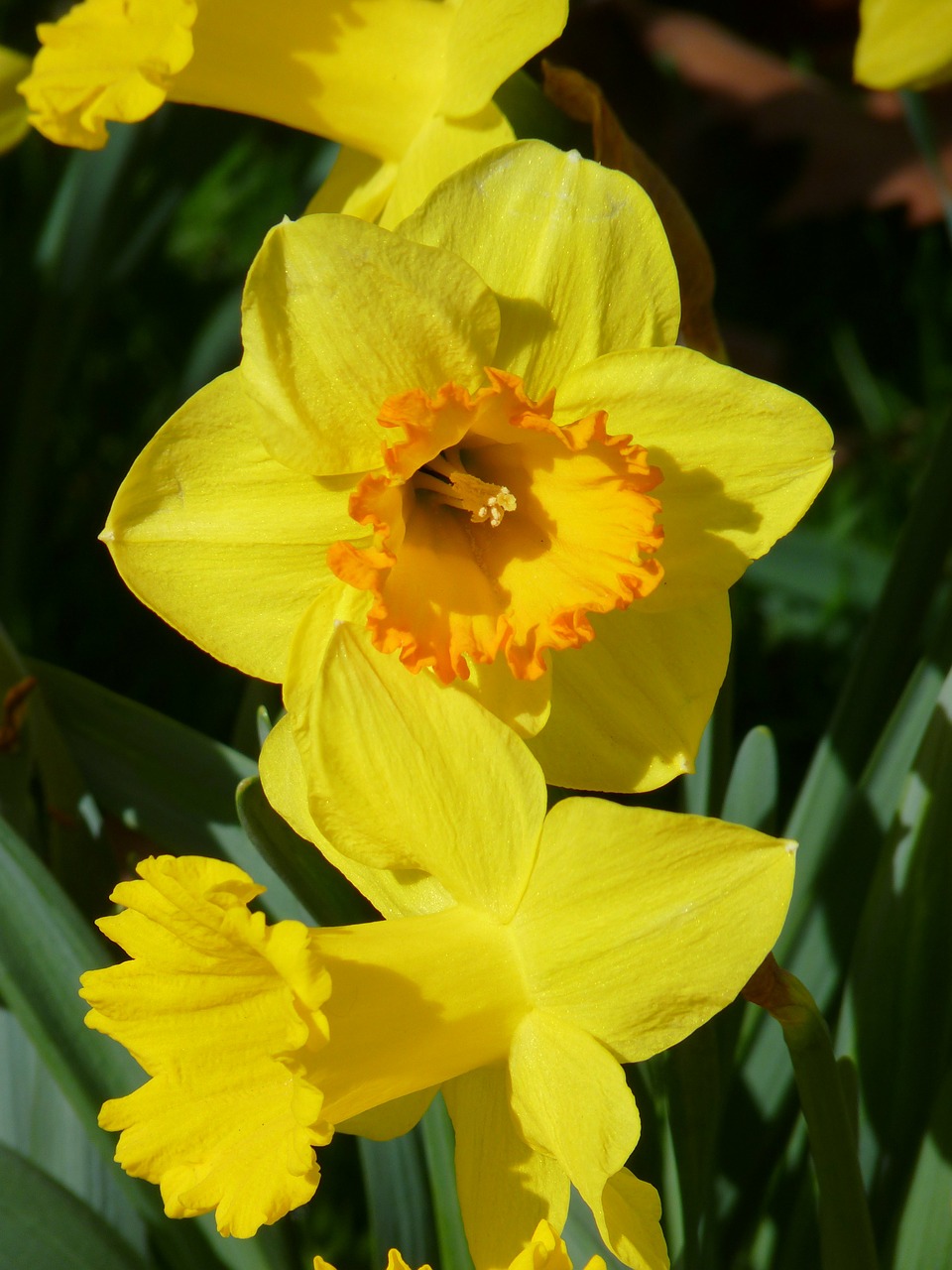 narcissus daffodil yellow free photo