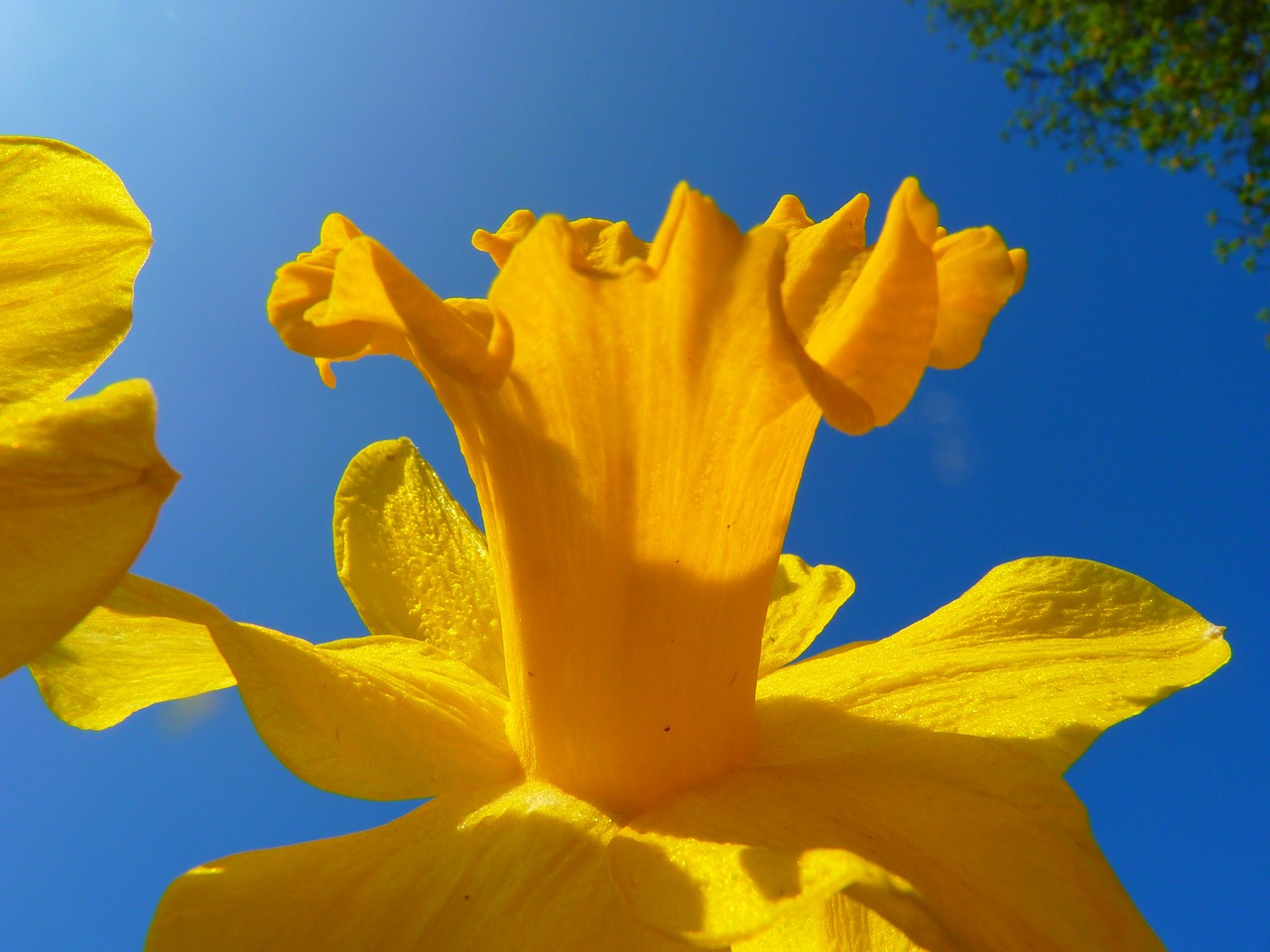 narcissus daffodil flower free photo