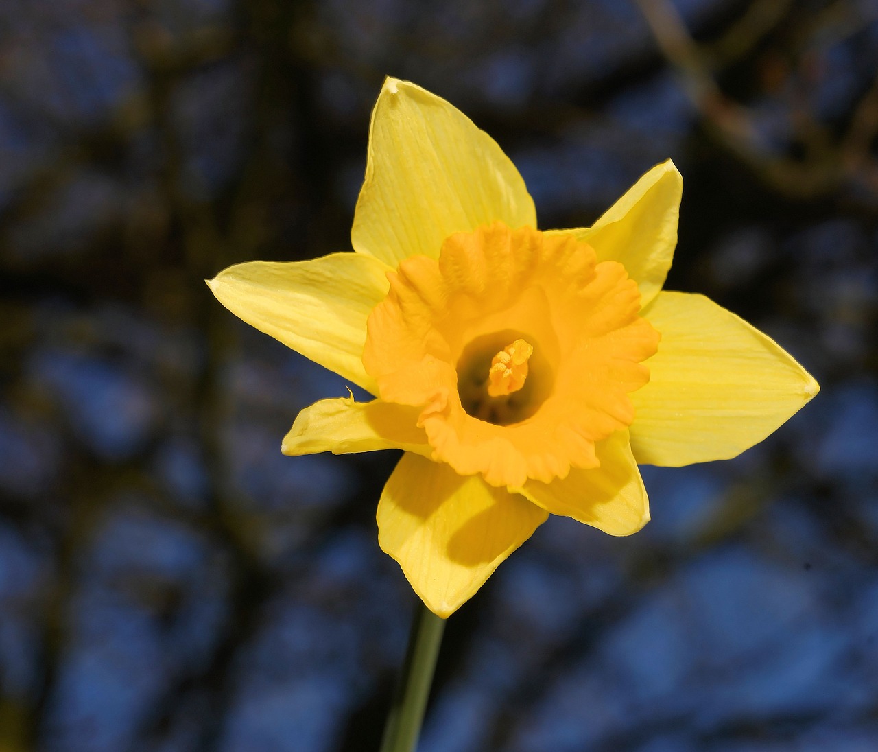 narcissus daffodil yellow free photo