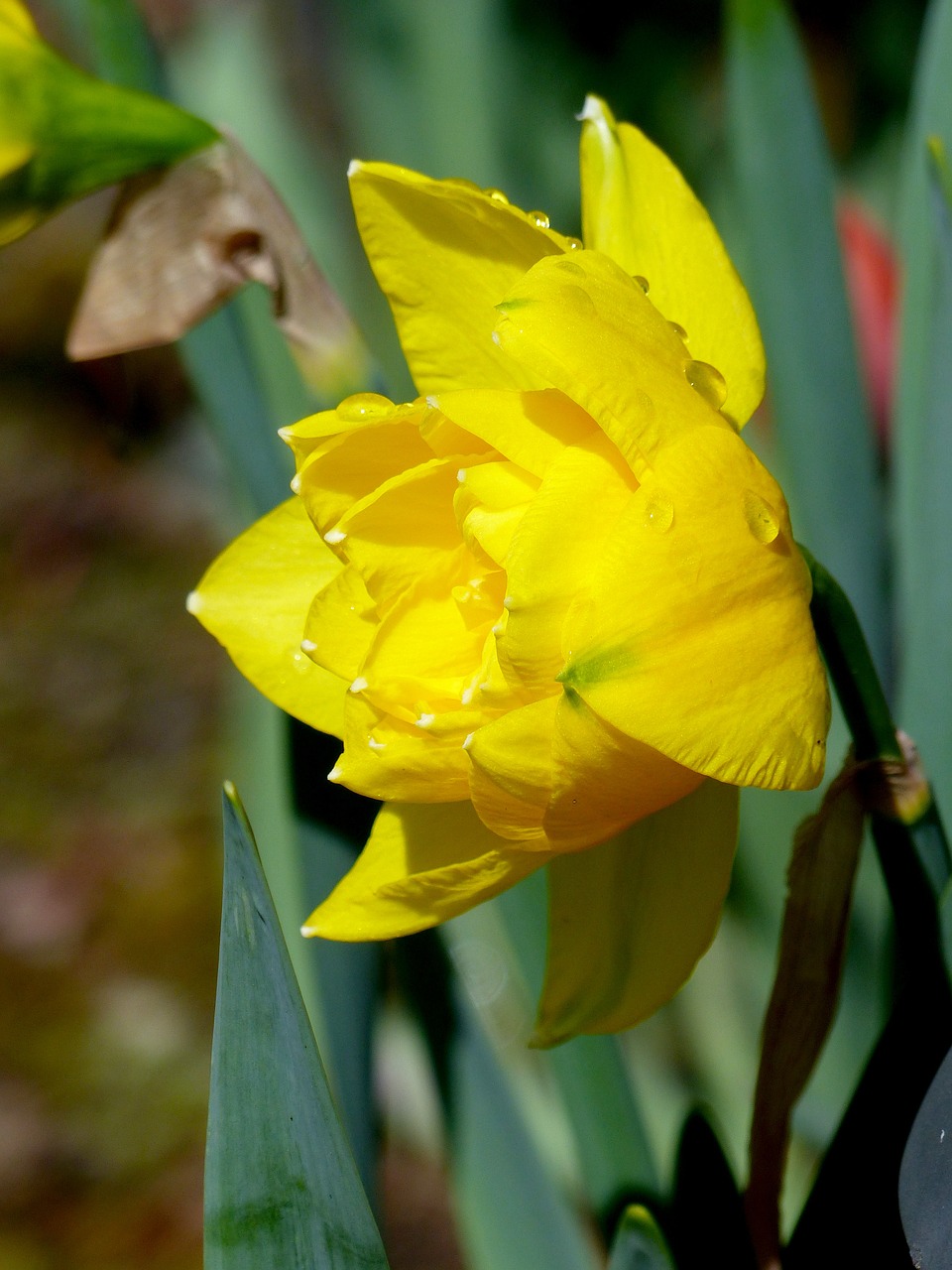 narcissus daffodil spring free photo