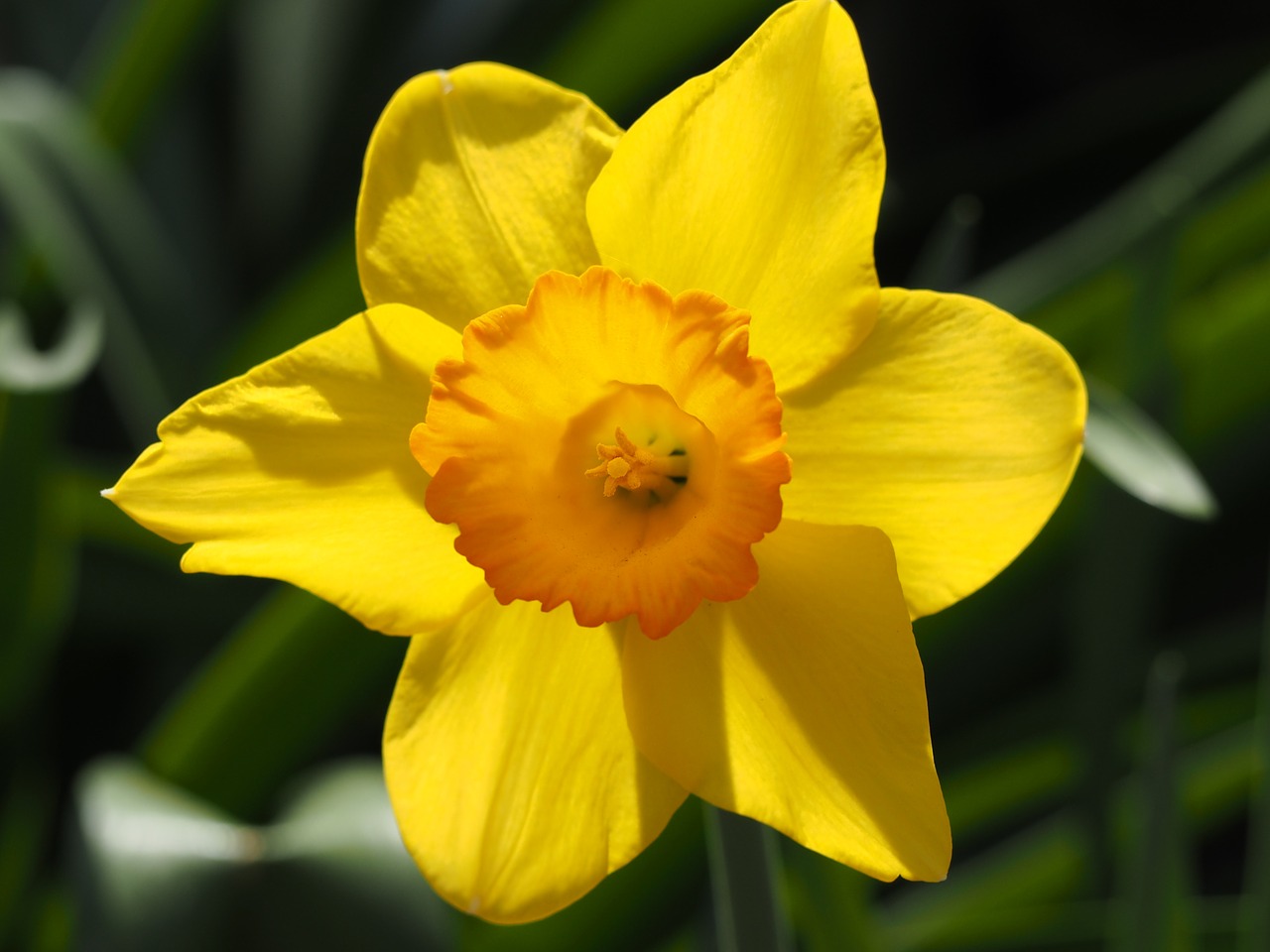 narcissus yellow flowers free photo