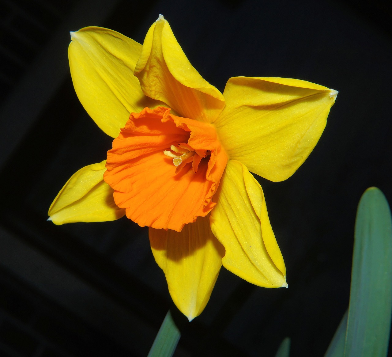 narcissus daffodil blossom free photo