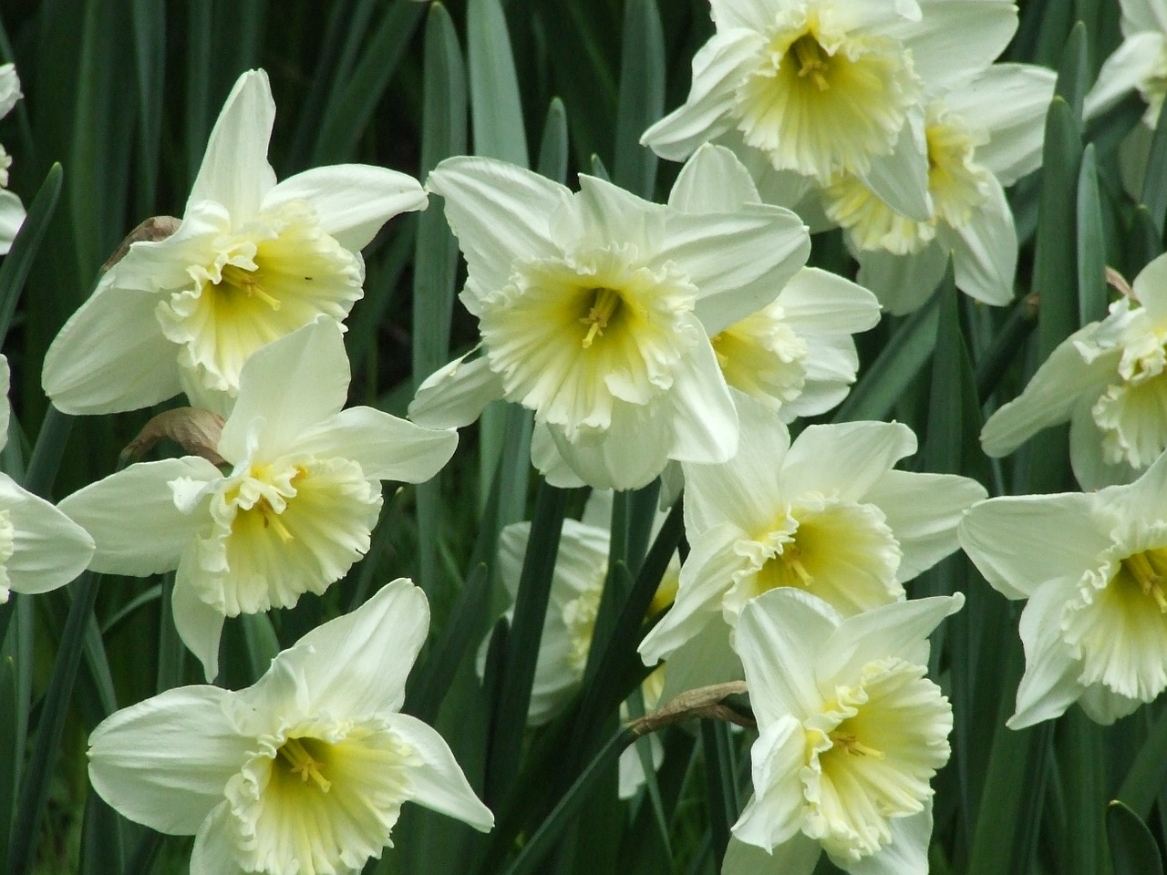 narcissus amaryllidaceae white daffodil free photo