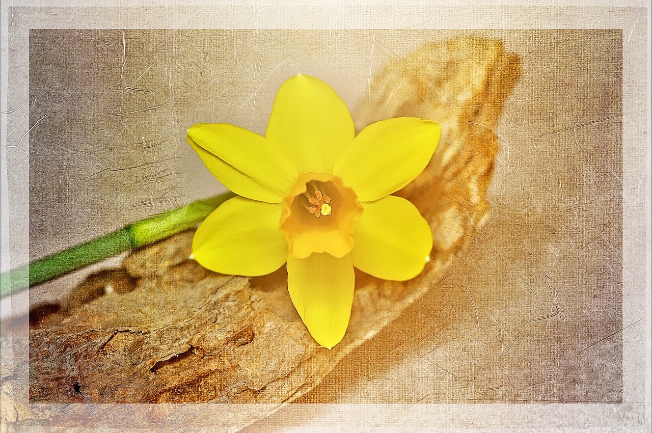 narcissus yellow flower free photo