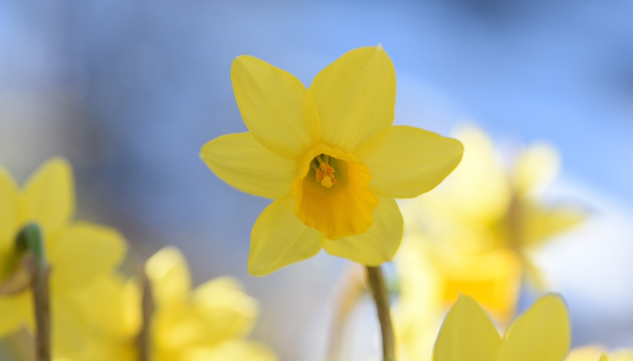 narcissus flower yellow free photo