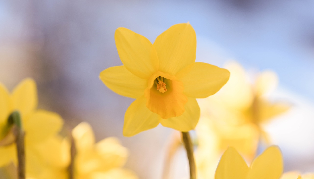 narcissus flower yellow free photo