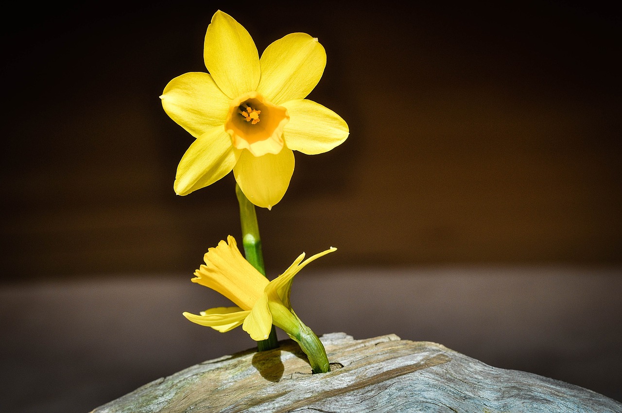 narcissus blossom bloom free photo