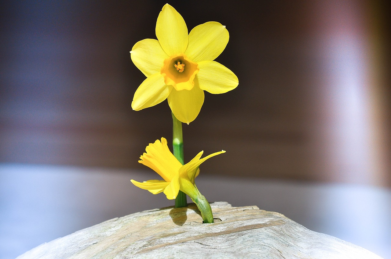 narcissus blossom bloom free photo