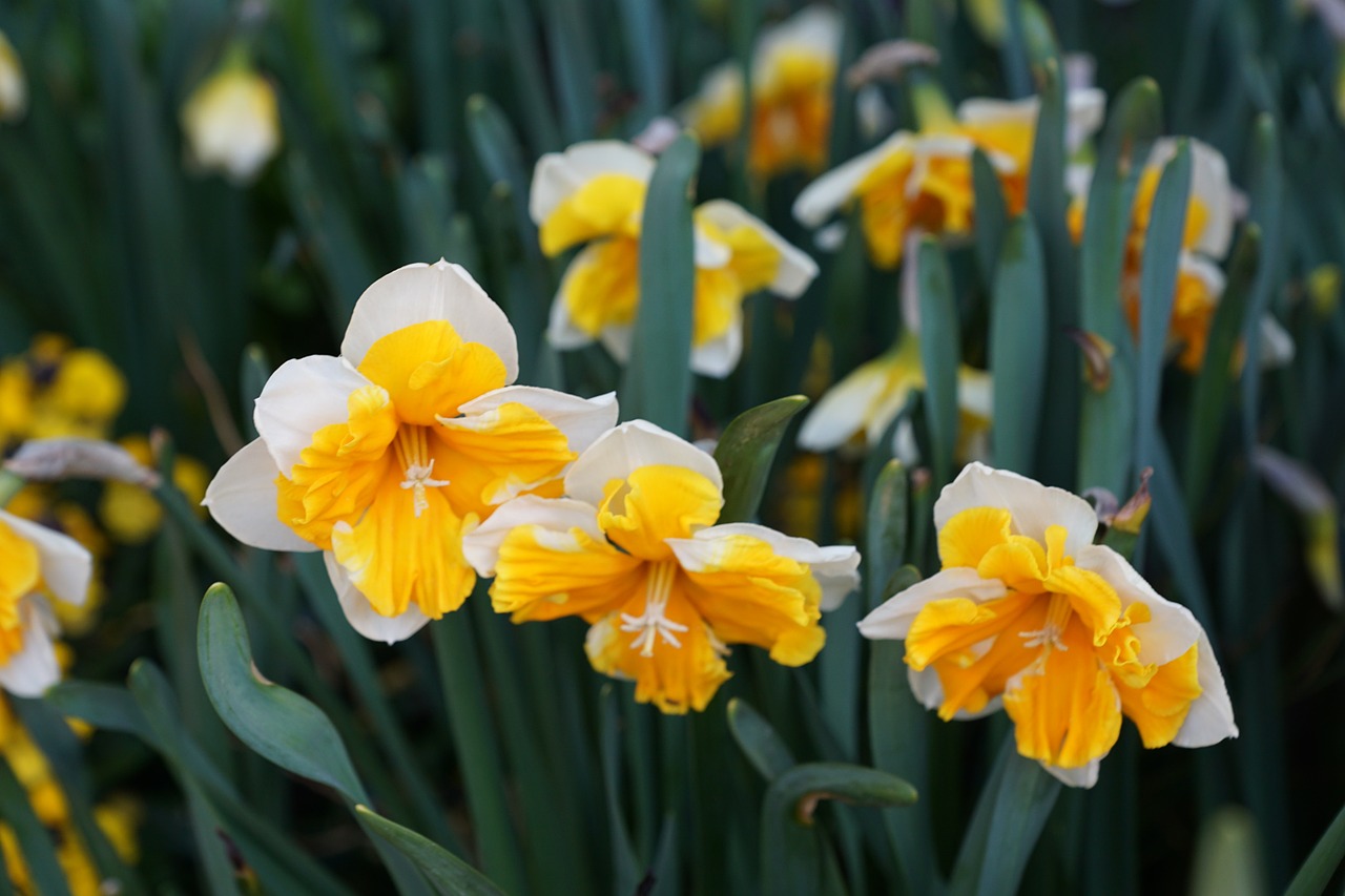 narcissus flowers yellow free photo