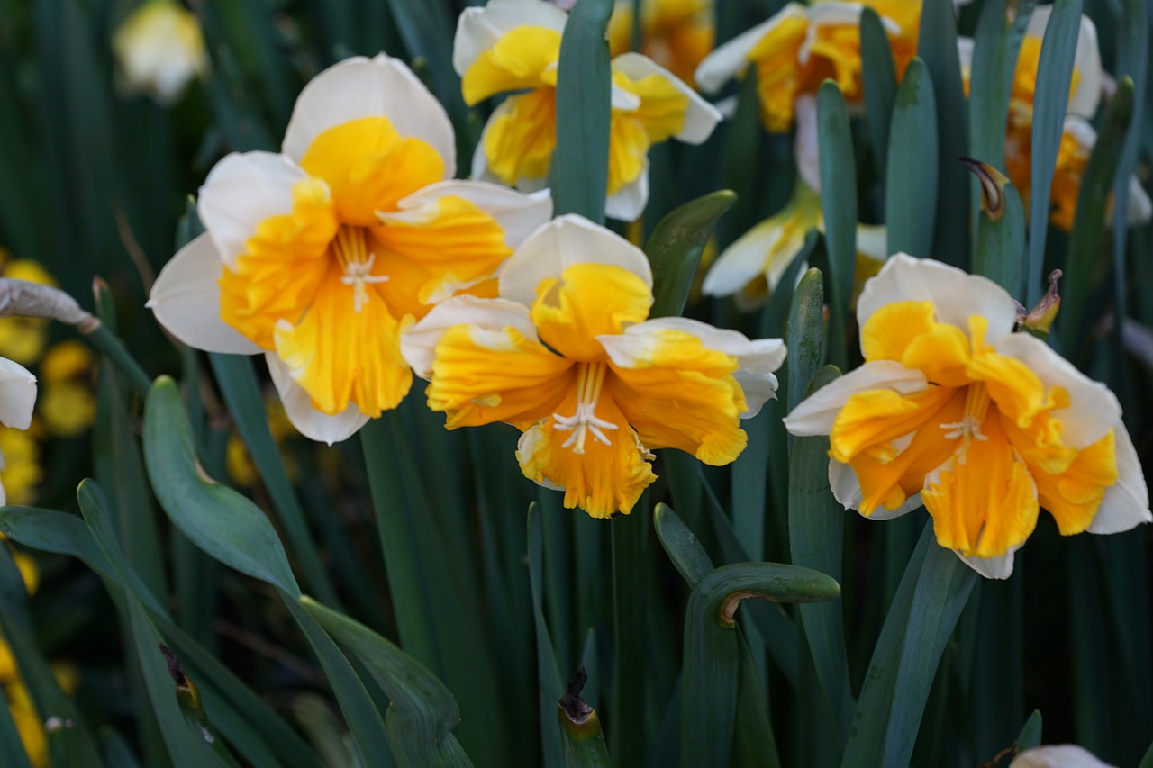 narcissus flowers yellow free photo