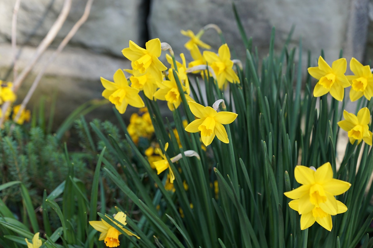 narcissus flowers yellow free photo