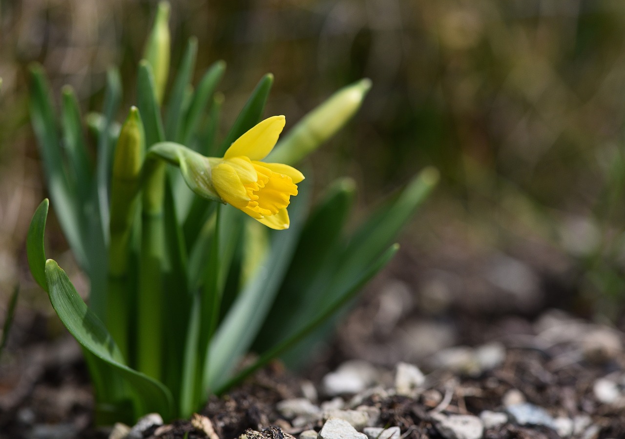 narcissus yellow flower free photo