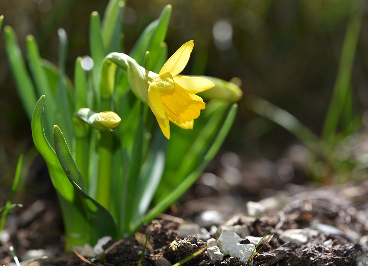 narcissus spring flower plant free photo