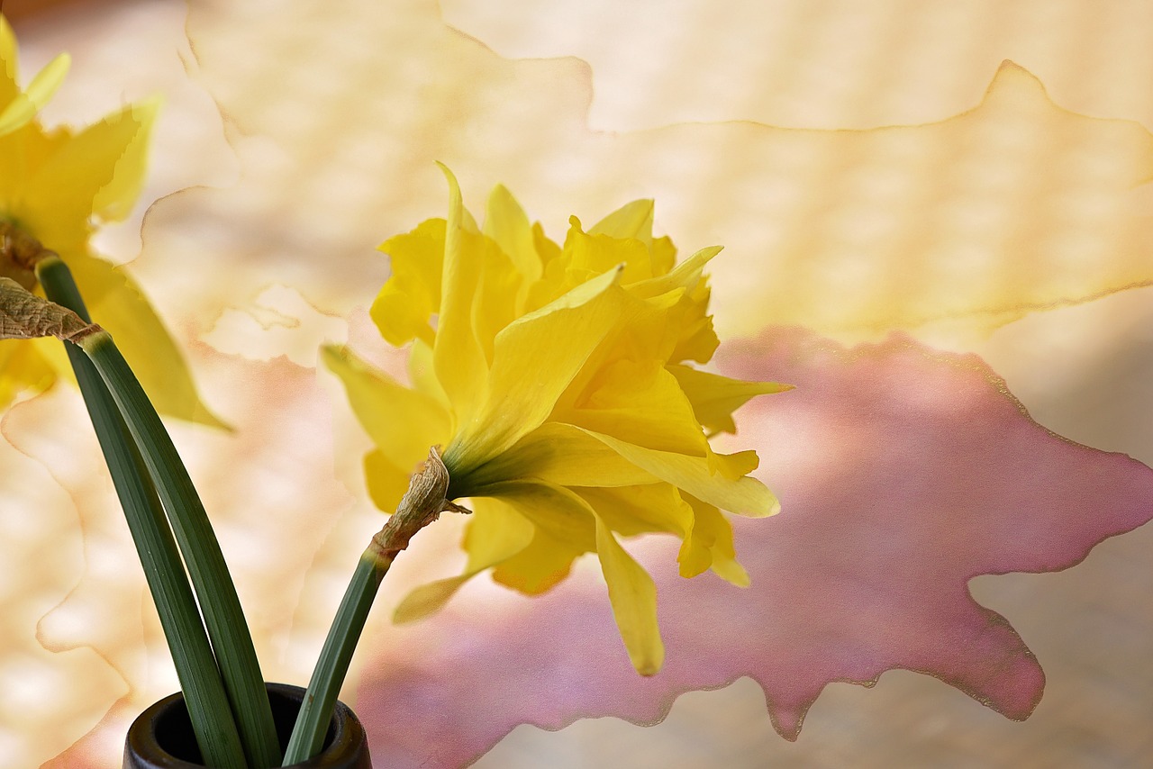 narcissus flower schnittblume free photo