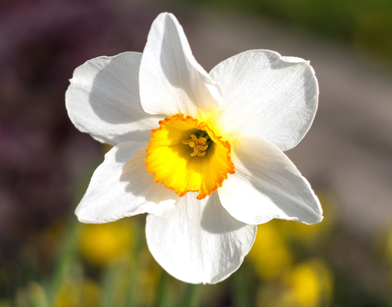 narcissus blossom bloom free photo