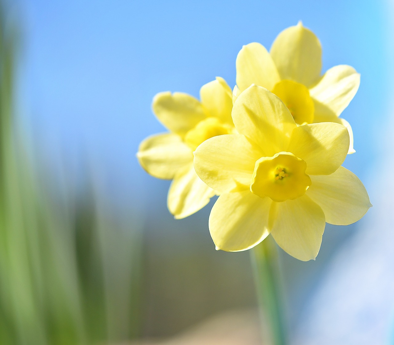 narcissus flower yellow free photo