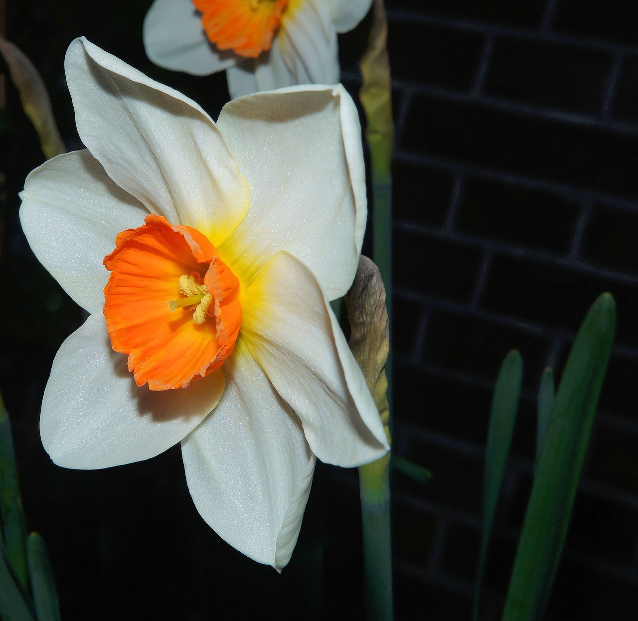 narcissus blossom bloom free photo