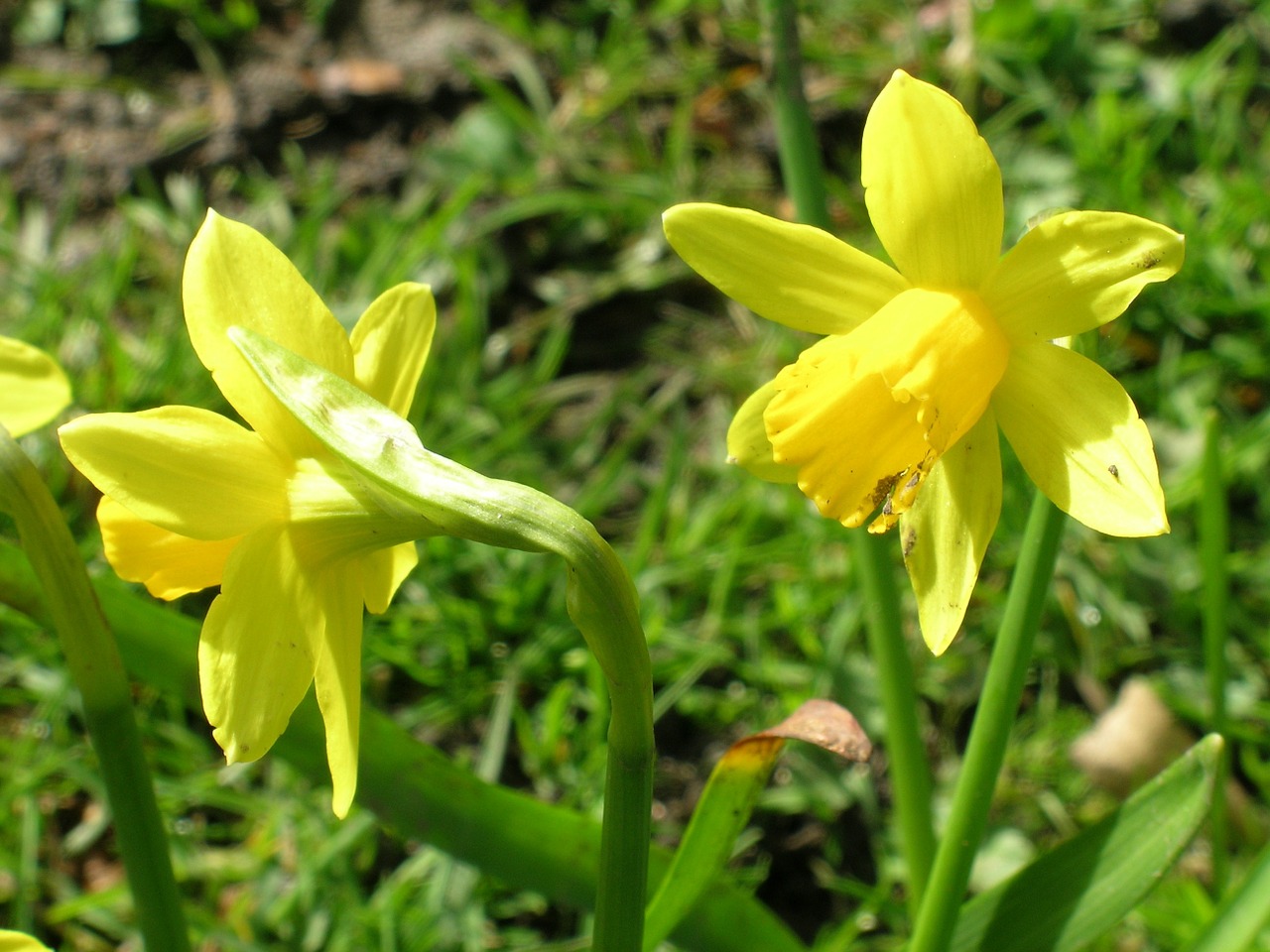 narcissus flowers spring free photo