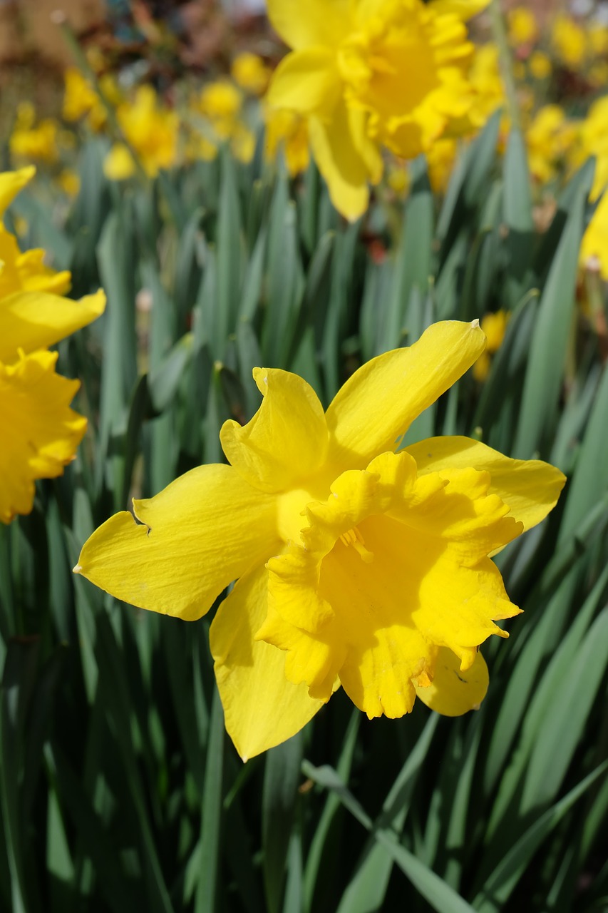 narcissus daffodil blossom free photo