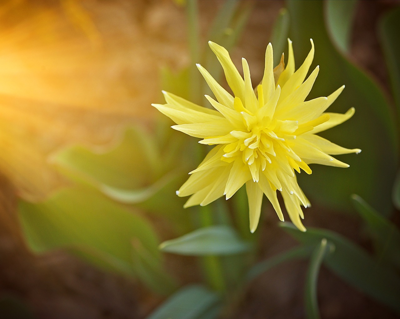 narcissus flower plant free photo