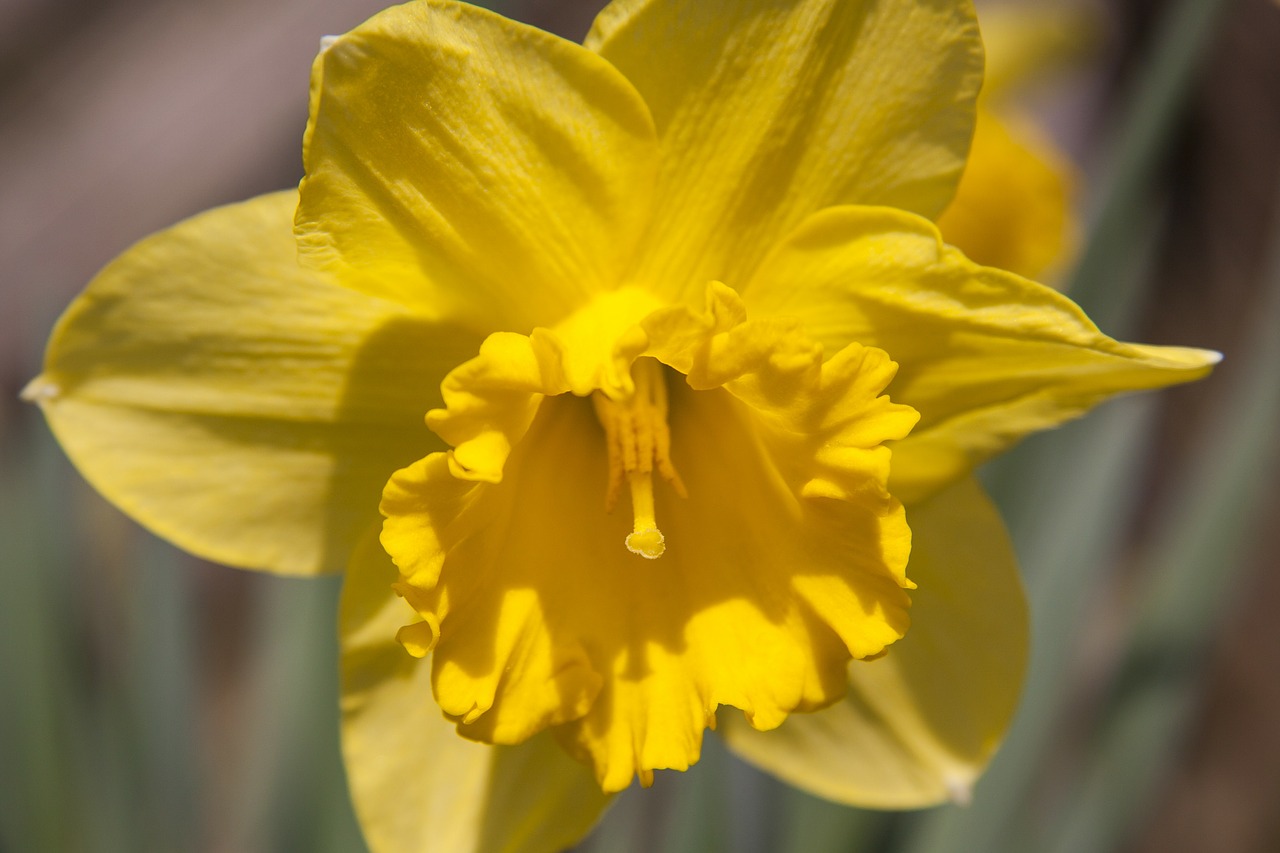 narcissus amaryllis plant daffodil free photo