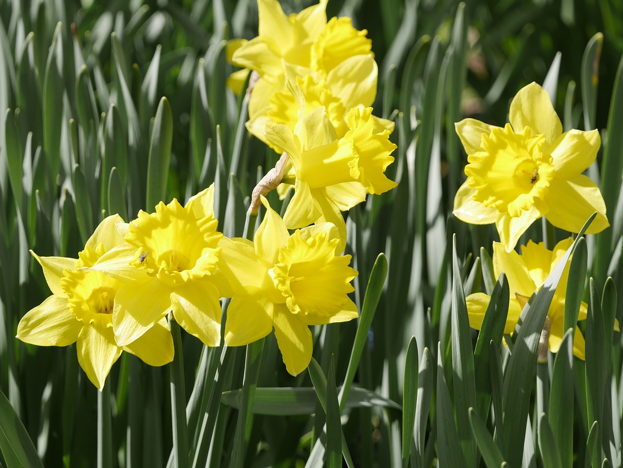 narcissus flower spring free photo