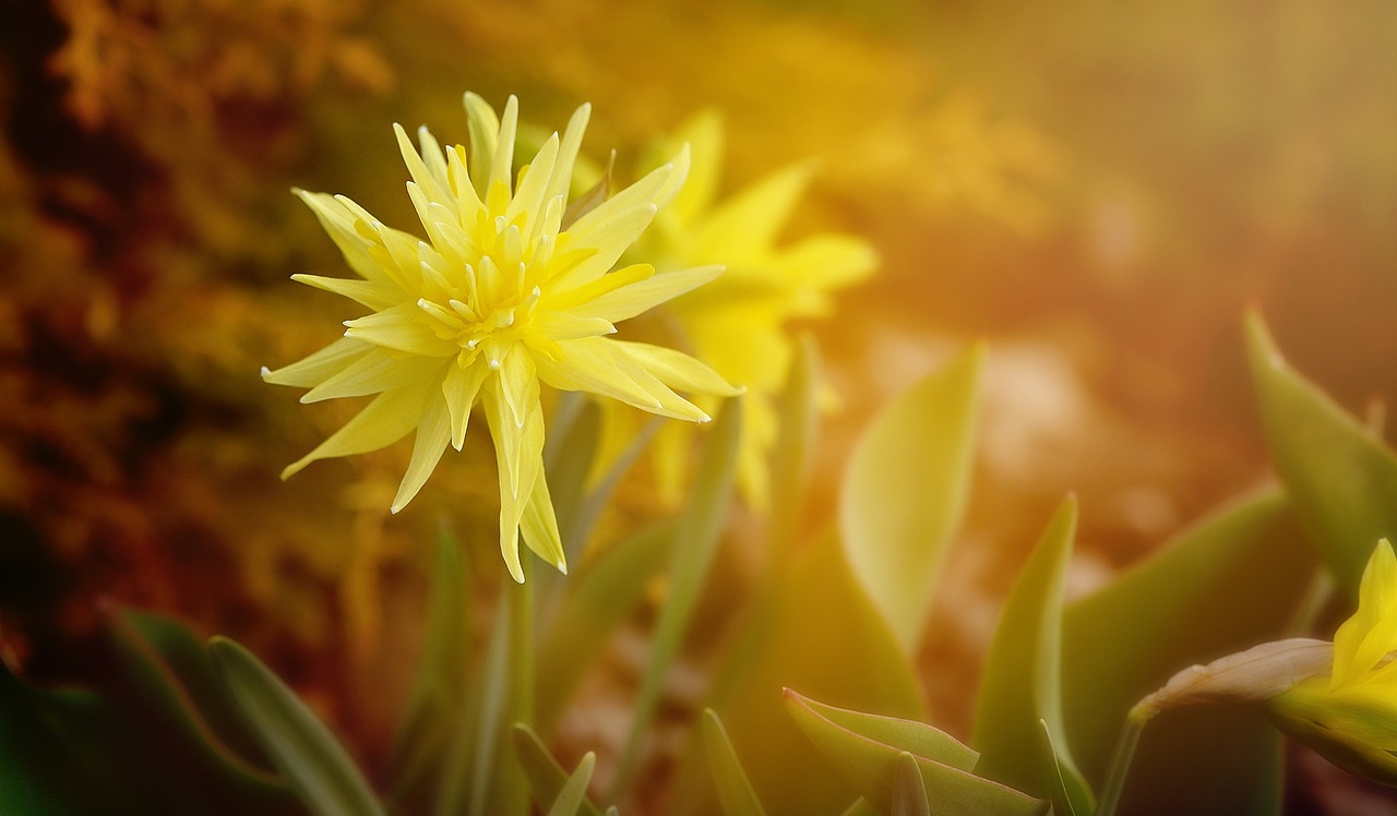 narcissus flower blossom free photo