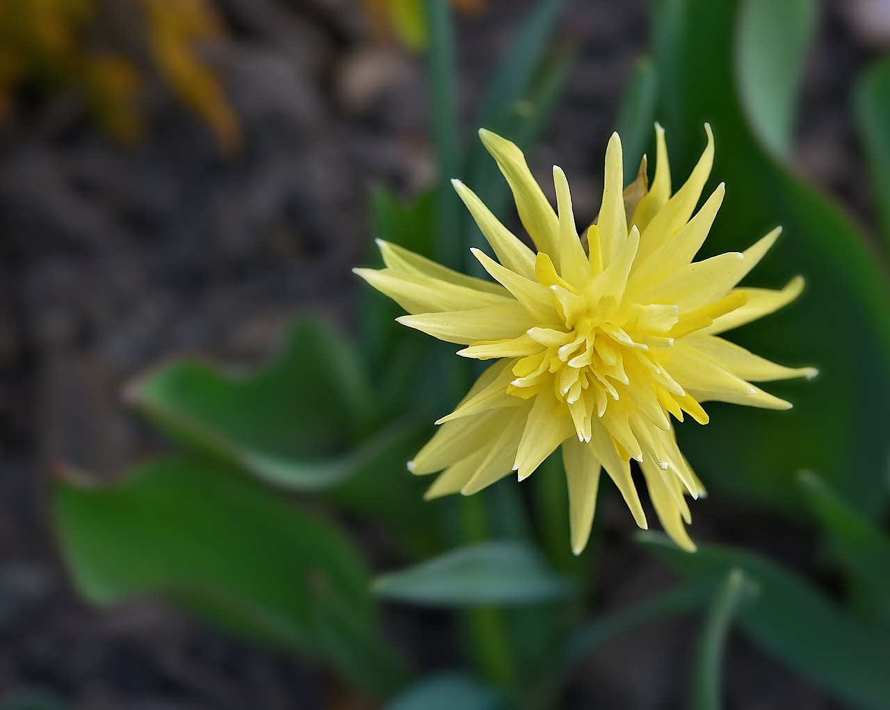 narcissus flower blossom free photo