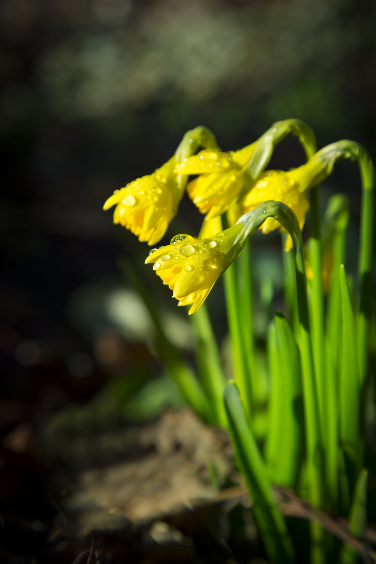 green flower narcissus free photo